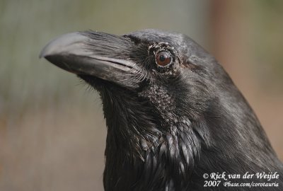 Common Raven  (Raaf)
