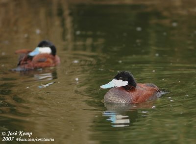 Ruddy Duck  (Rosse Stekelstaart)