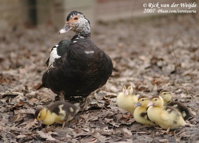 Muskuseend / Muscovy Duck