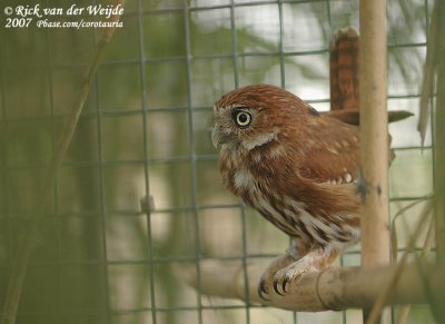 Braziliaanse Dwerguil / Ferruginous Pygmy Owl