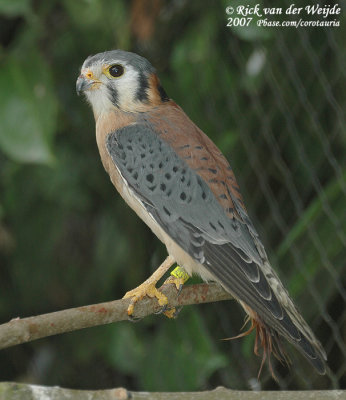 American Kestrel  (Amerikaanse Torenvalk)