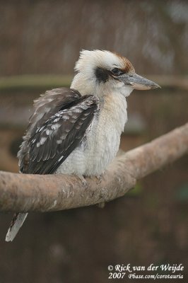 Kookaburra