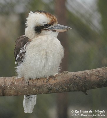 Kookaburra