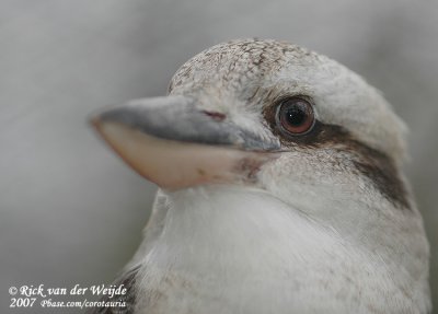 Kookaburra