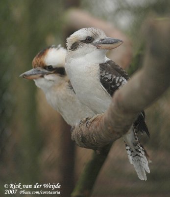 Kookaburra