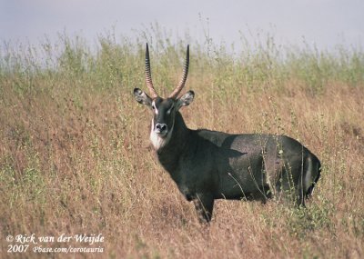 Gewone Waterbok