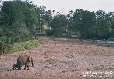 Afrikaanse Olifant / African Elephant