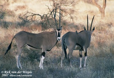 Beisa Oryx / East African Oryx