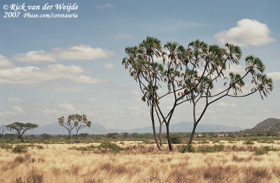 Doum Palms in Samburu