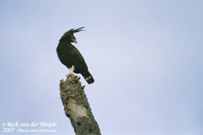 Afrikaanse Kuifarend / Long-Crested Eagle