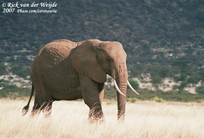 Afrikaanse Olifant / African Elephant