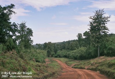 Mountain Forest at Mount Kenya