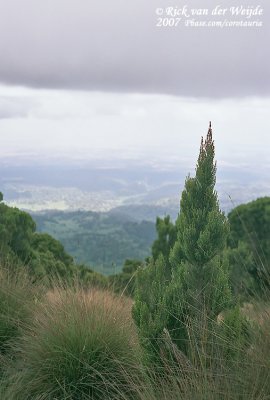 Erica species restricted to Mount Kenya