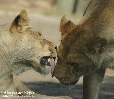 April 22, 2007: Safaripark Beekse Bergen (NL)