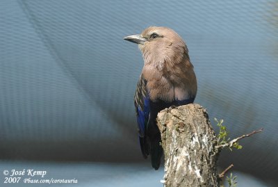 Blauwbuikscharrelaar