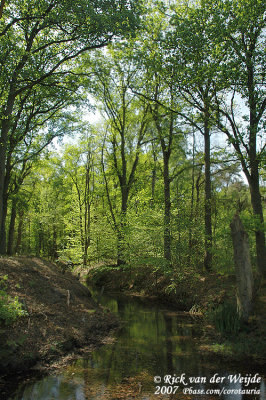 Bosbeekje op de Veluwe