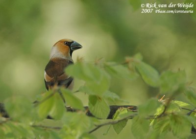 Hawfinch  (Appelvink)