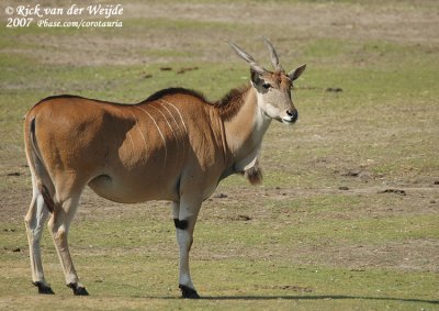 Elandantilope