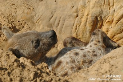 Gevlekte Hyena