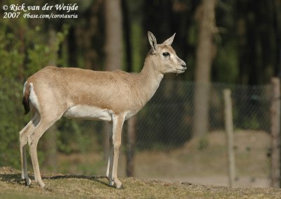 Kropgazelle / Goitred Gazelle