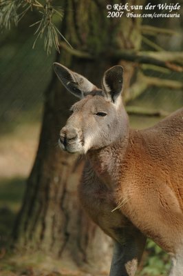 Rode Reuzenkangoeroe / Red kangaroo