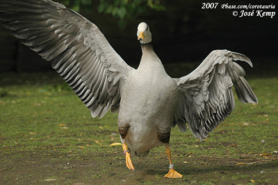 May 18, 2007: Vogelpark Walsrode Dag I (D)