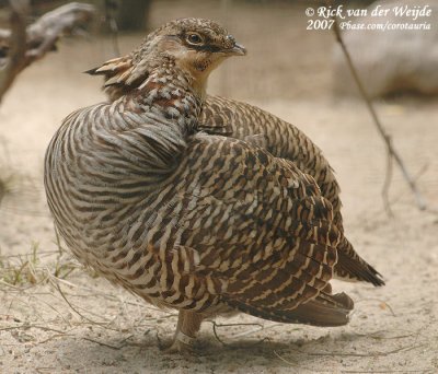Prairiehoen / Greater Prairie Chicken