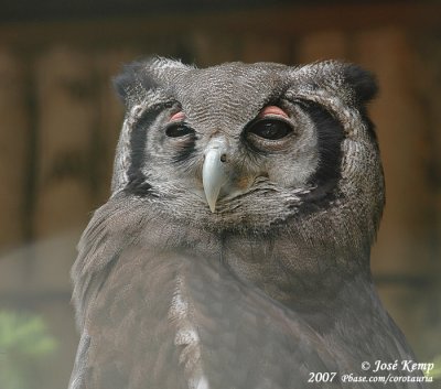 Grijze Oehoe / Verreaux's Eagle-Owl