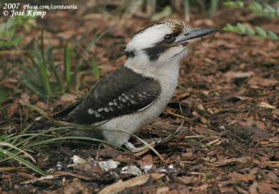 Kookaburra