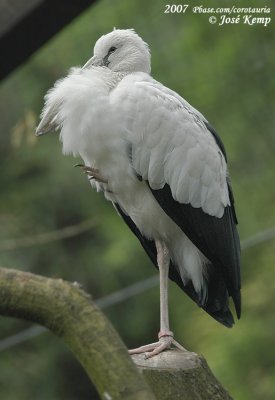 Indische Gaper / Asian Open-Billed Stork