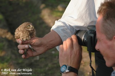 Peter photographing the owlet