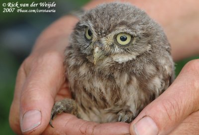 Little Owl Ringing  (Steenuilen ringen)