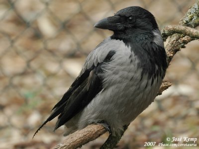 Hooded Crow  (Bonte Kraai)