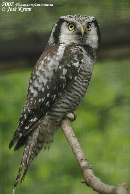 Northern Hawk Owl  (Sperweruil)