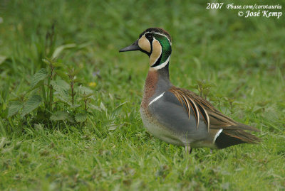 Siberische Taling / Baikal Teal