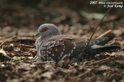 Guineaduif / Speckled Pigeon