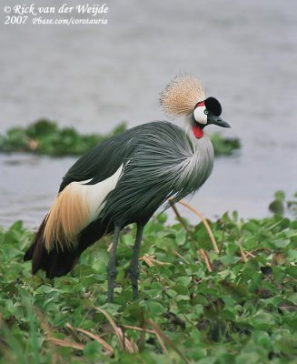 Grijze Kroonkraanvogel / Grey Crowned Crane