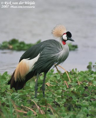 Grijze Kroonkraanvogel