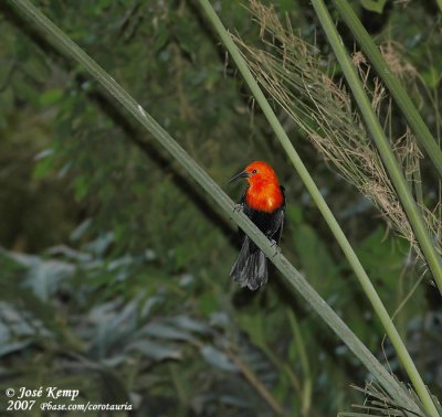 Roodkoptroepiaal / Scarlet-Headed Blackbird