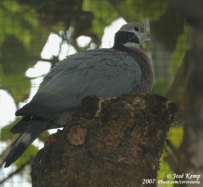 Zwartkraagmuskaatduif / Collared Imperial-Pigeon