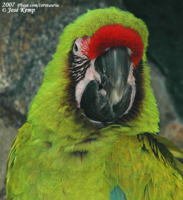 Buffons Ara / Great Green Macaw