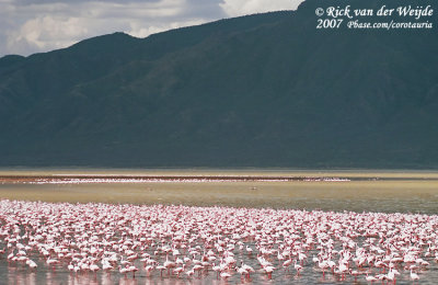 Millions of Lesser Flamingo's feeding at Bogoria