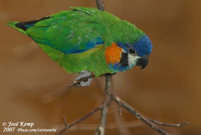 Oranjeborstvijgpapegaai / Orange-Breasted Fig parrot