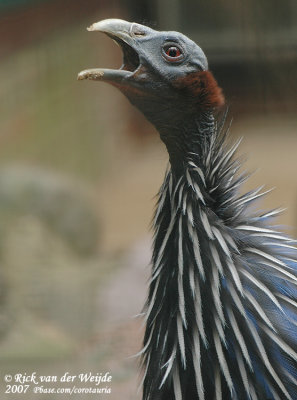 Gierparelhoen / Vulturine Guineafowl