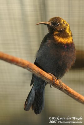 Koperhoningzuiger / Copper Sunbird