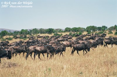 Western White-Bearded WildebeestConnochaetes taurinus mearnsi