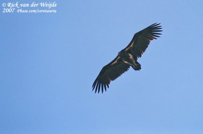 Lappet-Faced Vulture  (Oorgier)