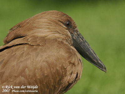 Hamerkop