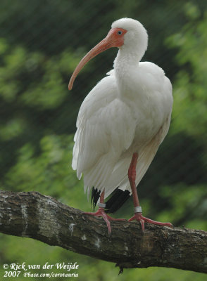Witte Ibis