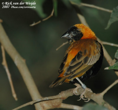 Grenadierwever / Southern Red Bishop